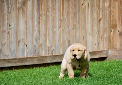A Golden Retriever puppy straining to poop on green grass in front of a wooden fence.