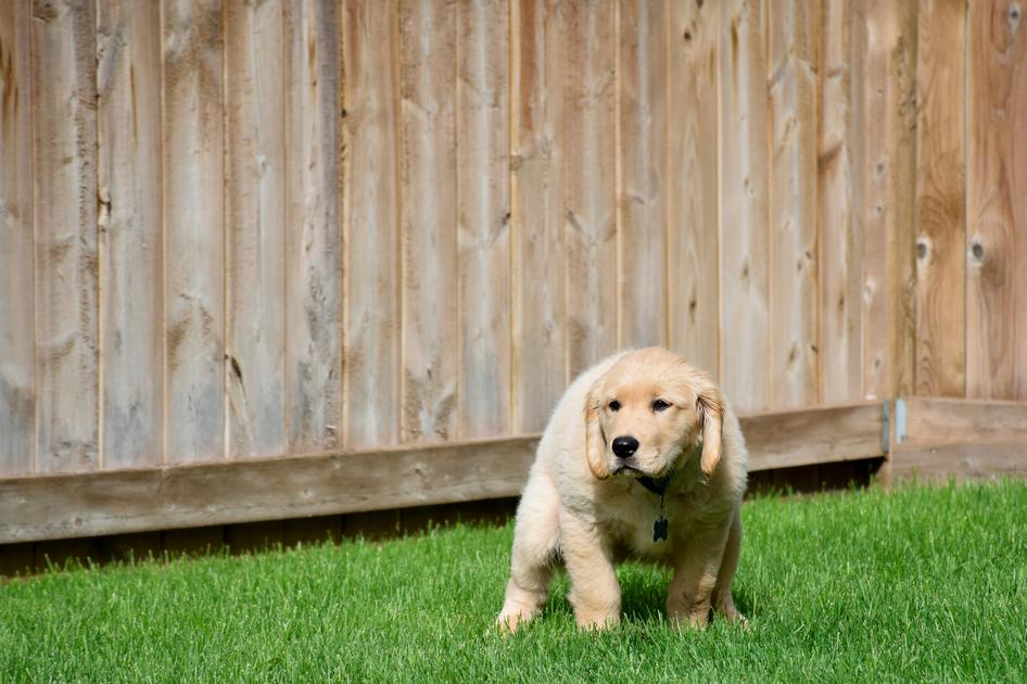 A Golden Retriever puppy straining to poop on green grass in front of a wooden fence.