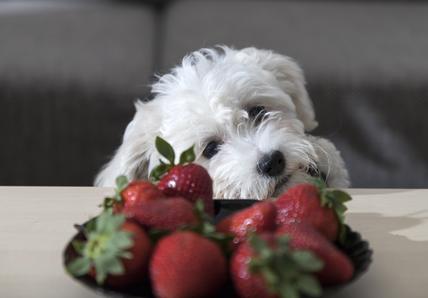 A fluffy white puppy peeks over a table, curiously eyeing a black bowl filled with ripe red strawberries.