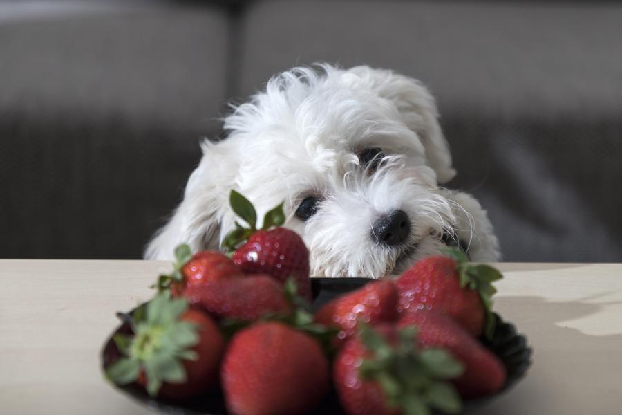 A fluffy white puppy peeks over a table, curiously eyeing a black bowl filled with ripe red strawberries.