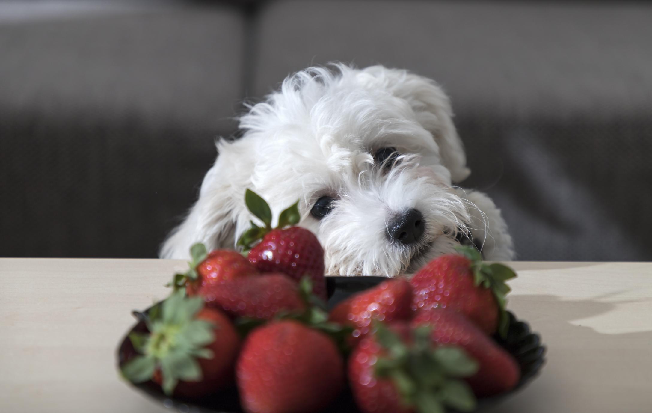 A fluffy white puppy peeks over a table, curiously eyeing a black bowl filled with ripe red strawberries.