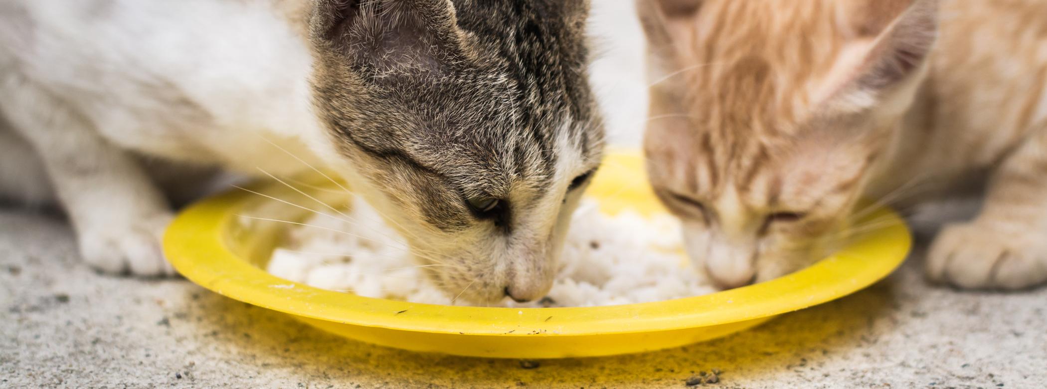 Two cats eating rice from a yellow plate on the ground.