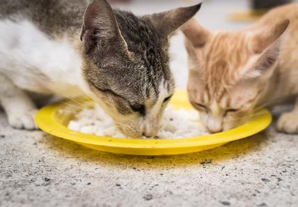 Two cats eating rice from a yellow plate on the ground.