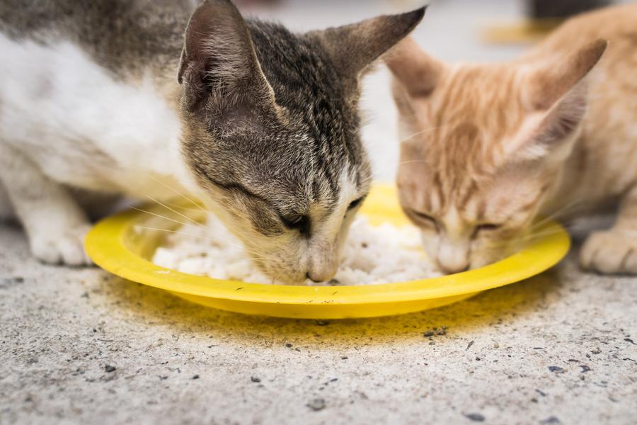 Two cats eating rice from a yellow plate on the ground.