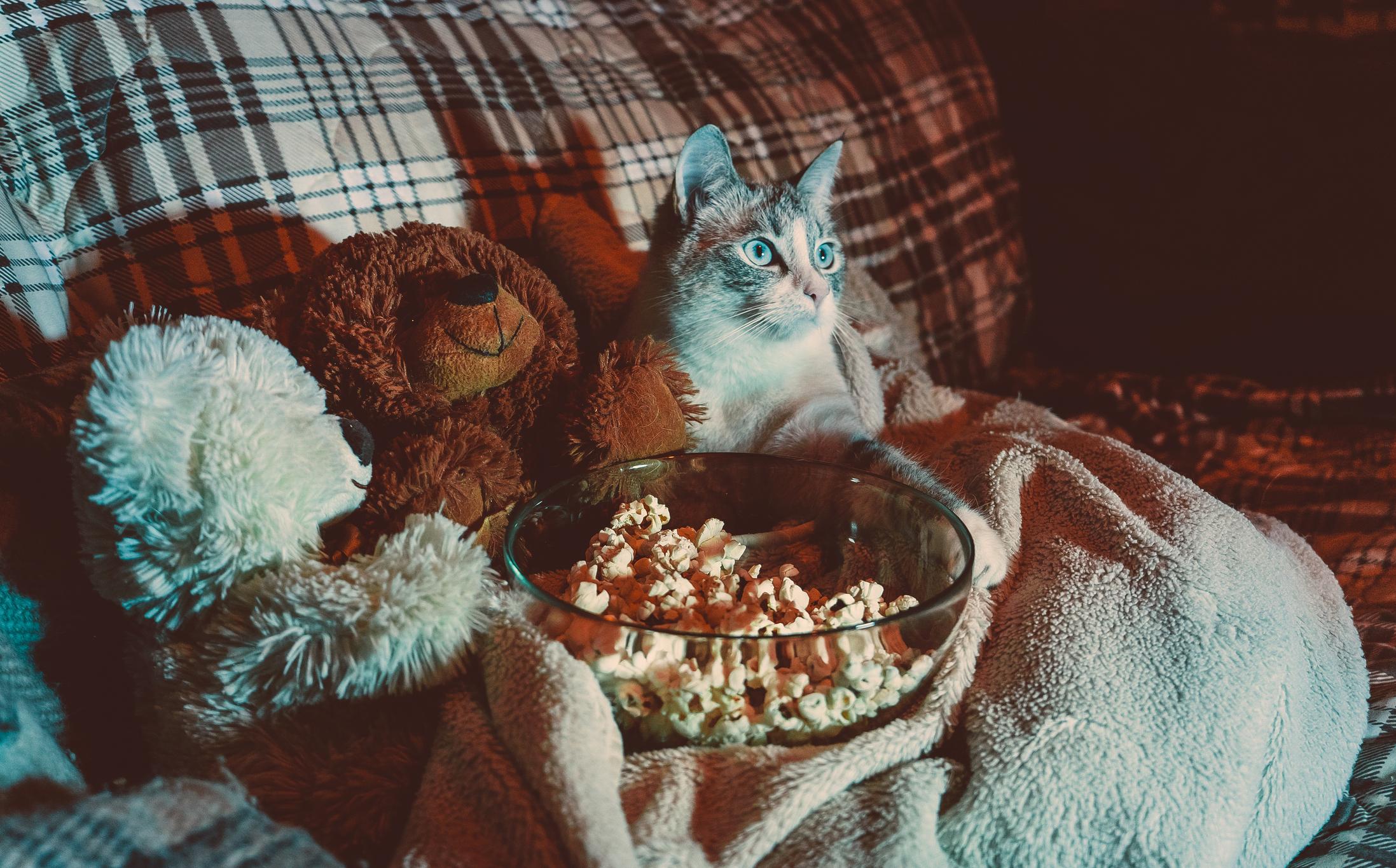 A cat sits on a plaid sofa, snuggled between teddy bears, staring ahead with wide eyes. A bowl of popcorn rests in front on the blanket.