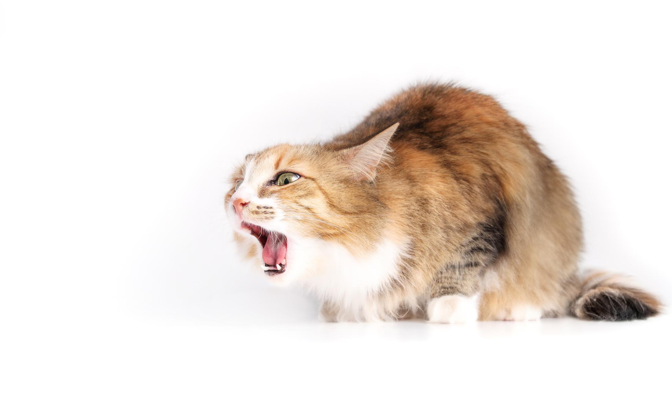 Coughing In Cats ManyPets