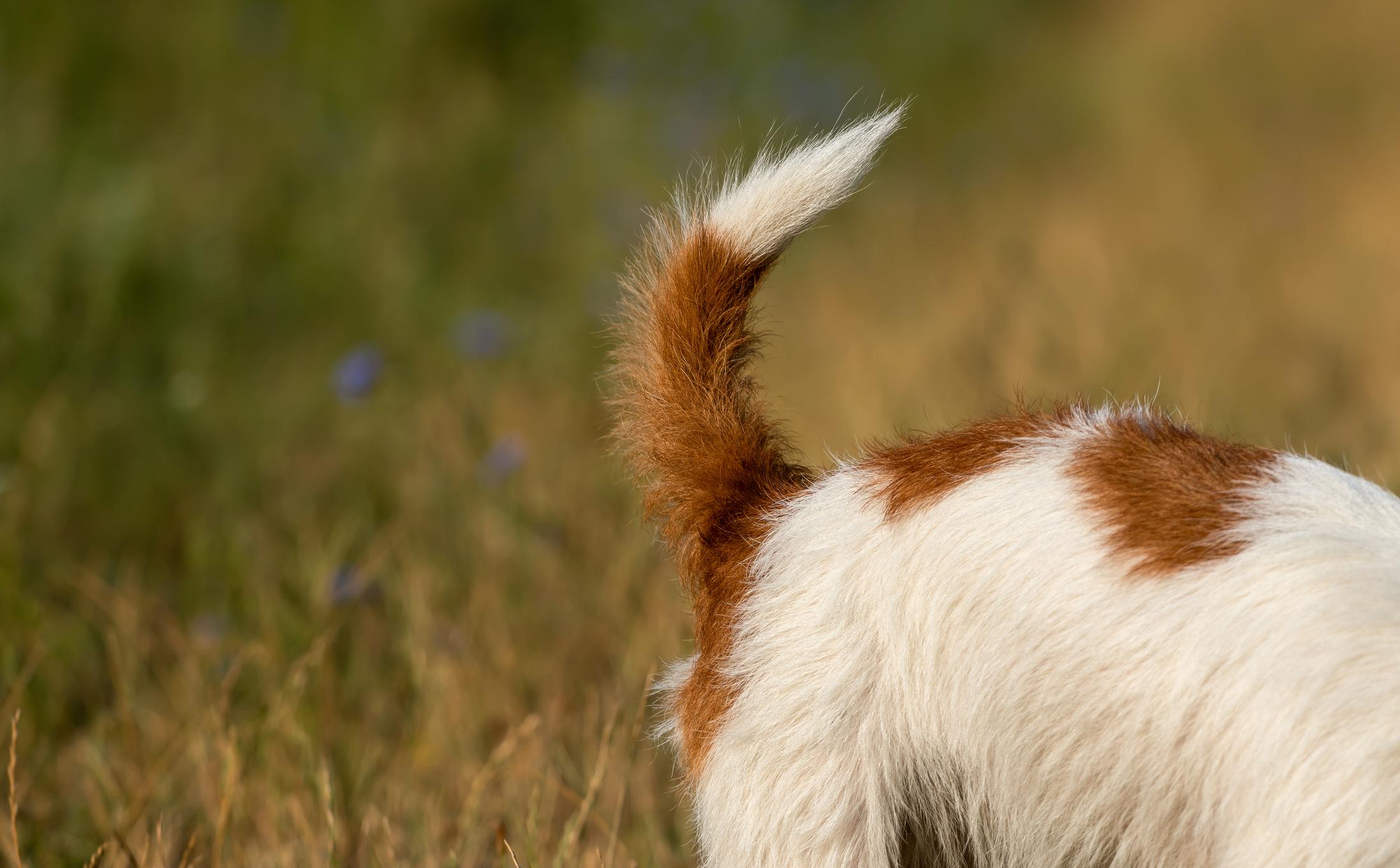 Image of a brown-and-white dog&#39;s tail