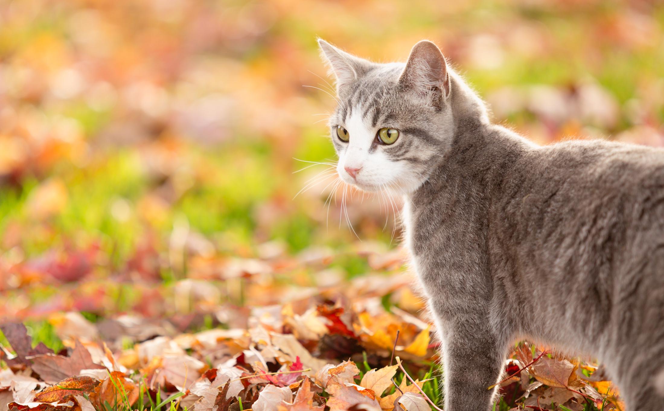 A grey cat stands in a field with crunchy autumnal leaves on the ground, they&#39;re turning their head to the side