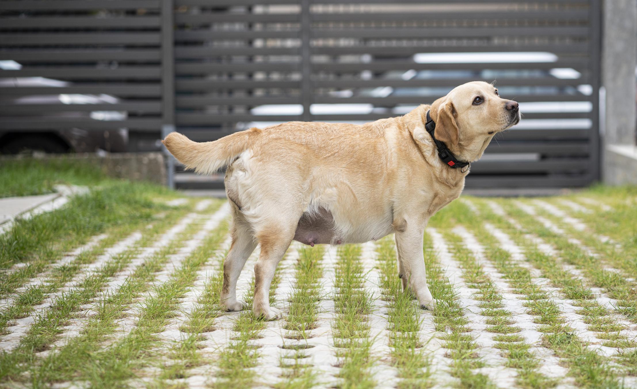 A pregnant Labrador Retriever stands on a grass-patterned pavement, looking upwards, wearing a black collar with a tag.