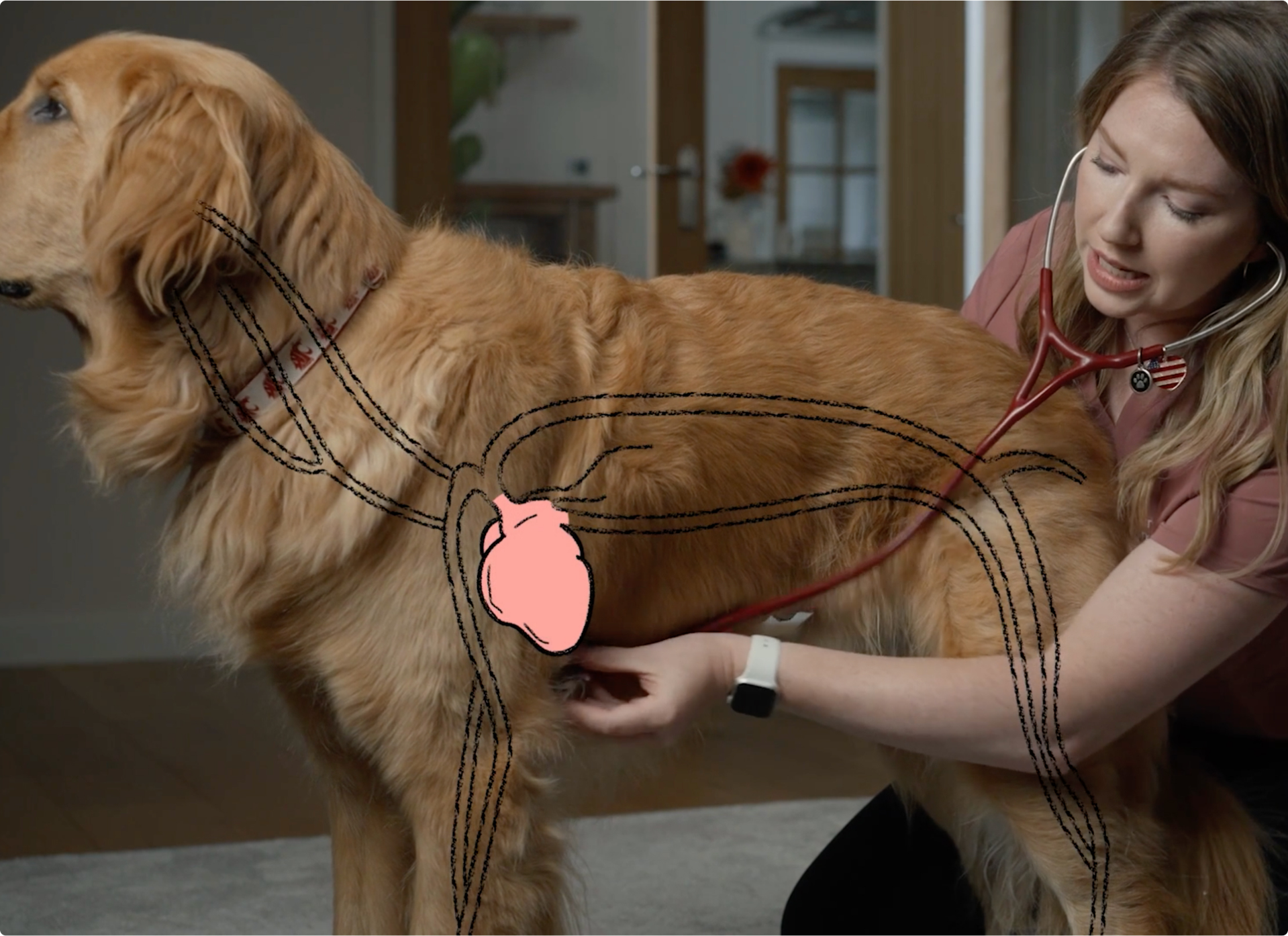 A woman examining a golden retriever with a stethescope