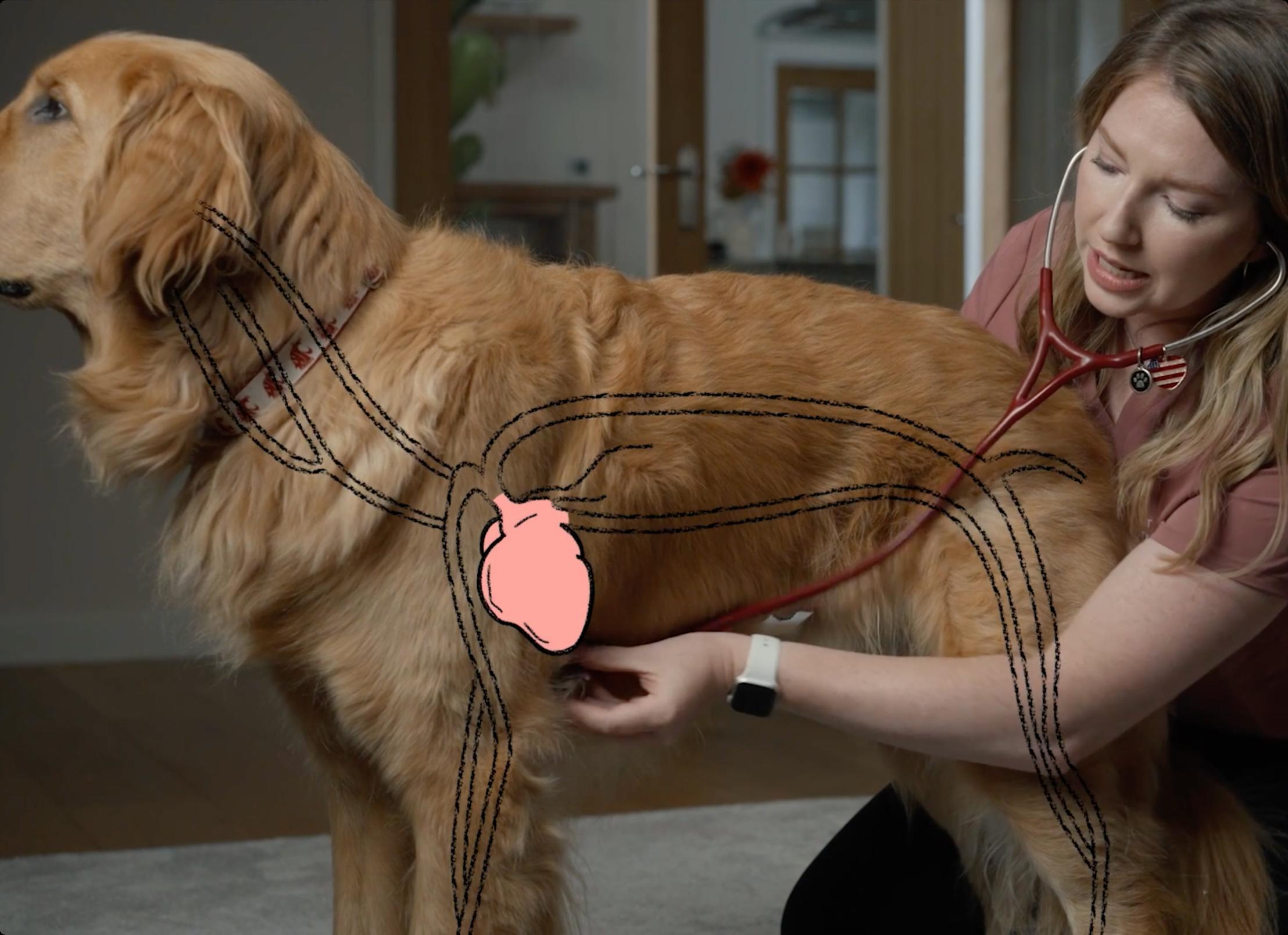 A woman examining a golden retriever with a stethescope