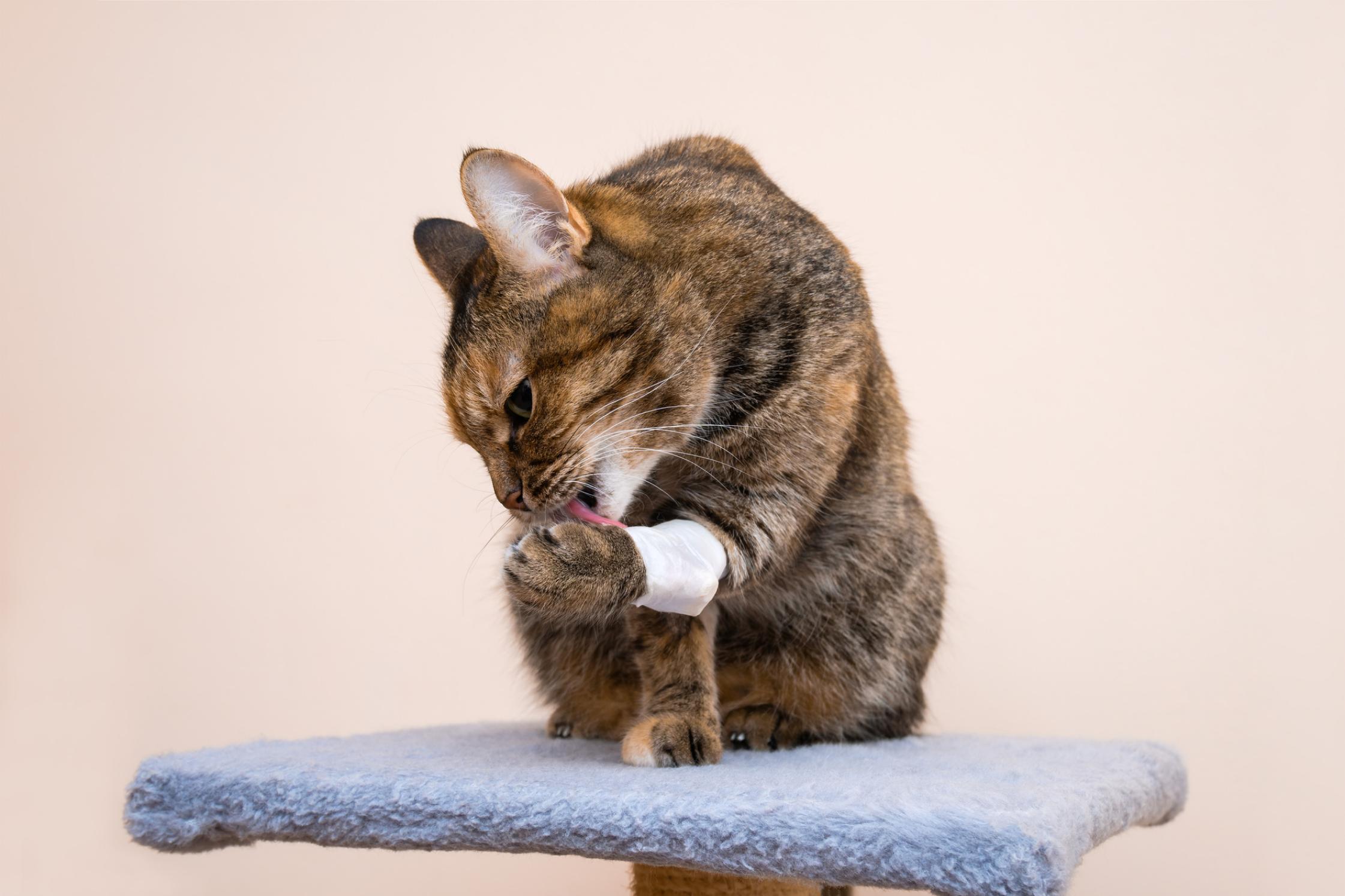 Cat on light pink background licking a bandage on it's paw