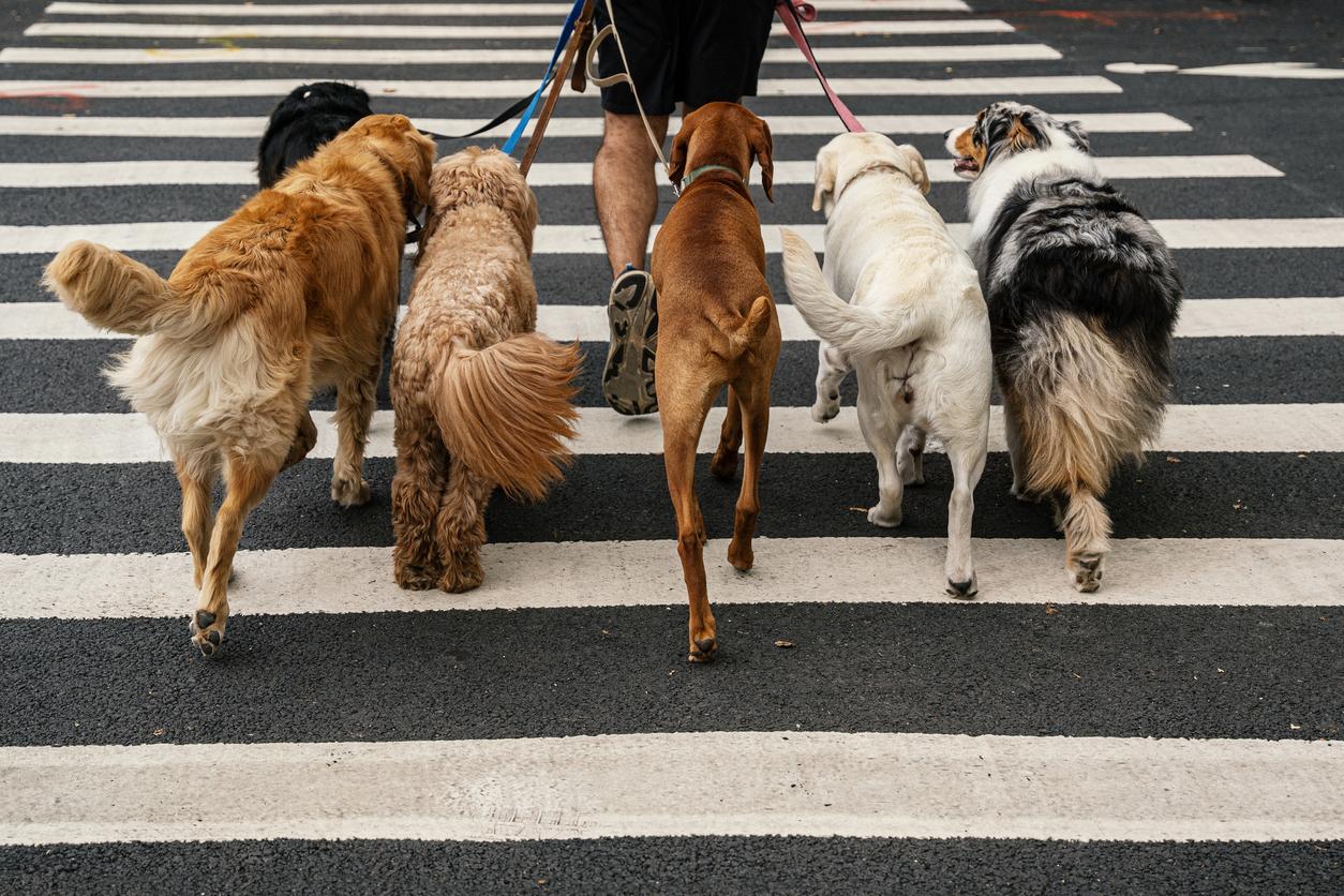 Man crossing a zebra crossing in a city while walking six dogs