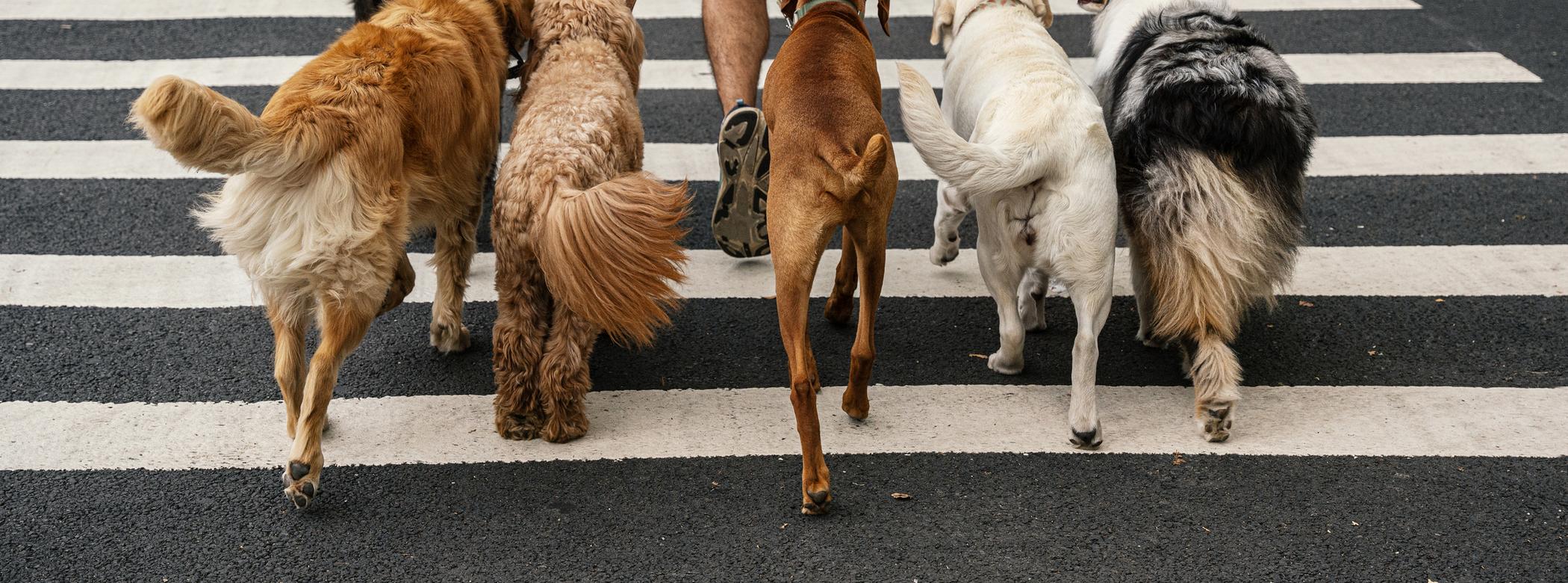 Man crossing a zebra crossing in a city while walking six dogs