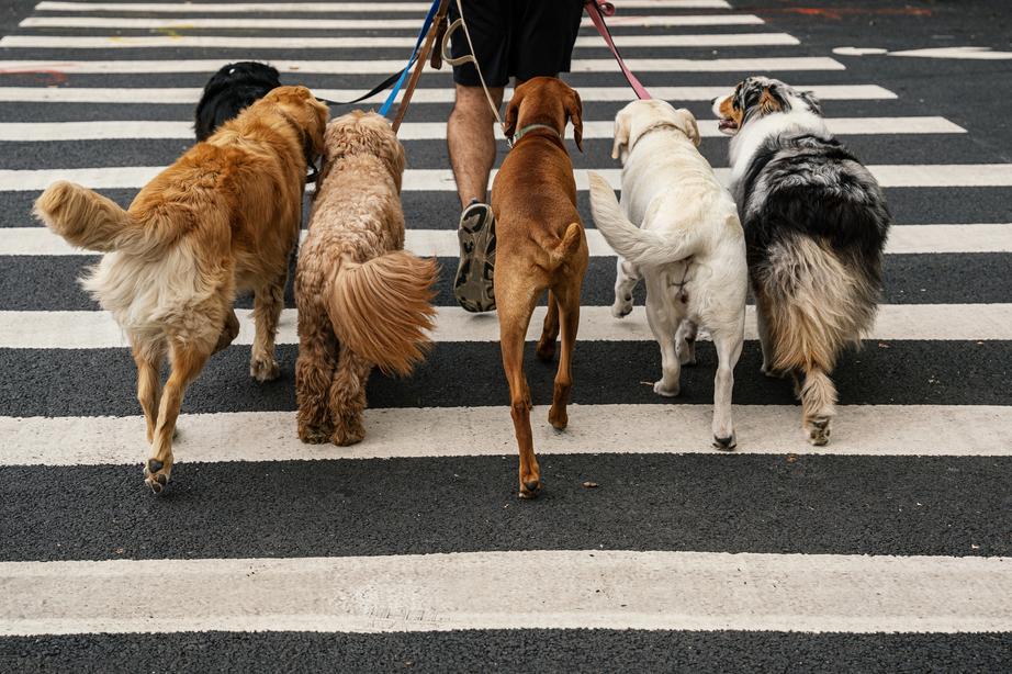 Man crossing a zebra crossing in a city while walking six dogs