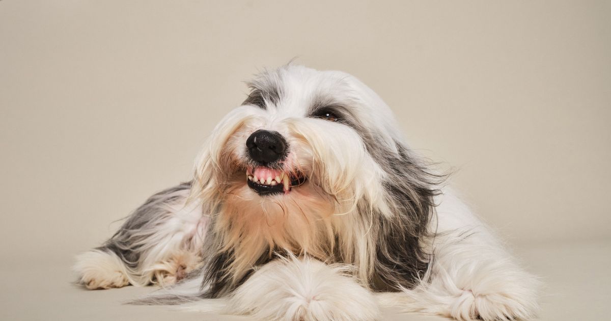 why-dogs-attack-and-what-to-do-if-one-does-manypets