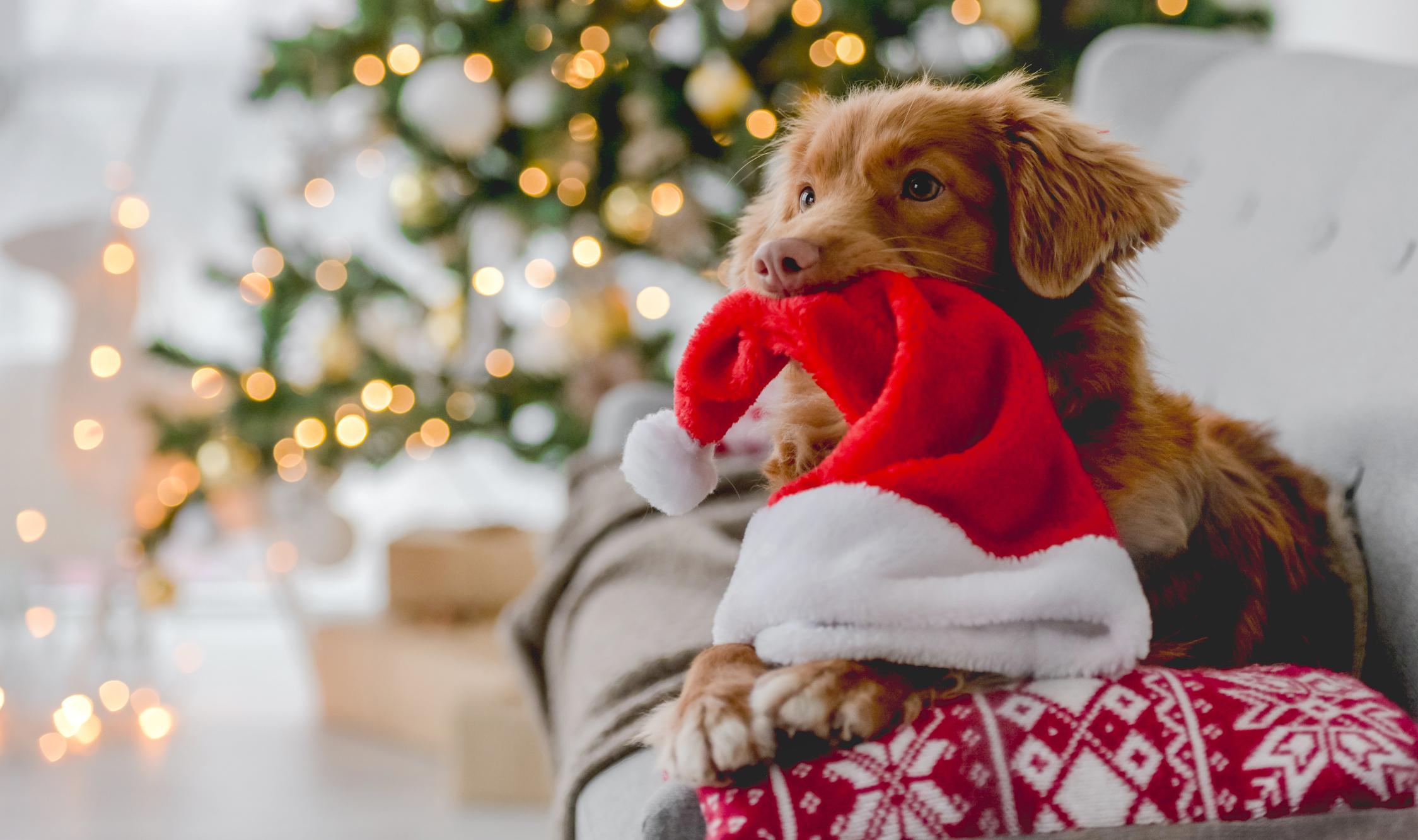 Image of a young dog with a santa hat in their mouth