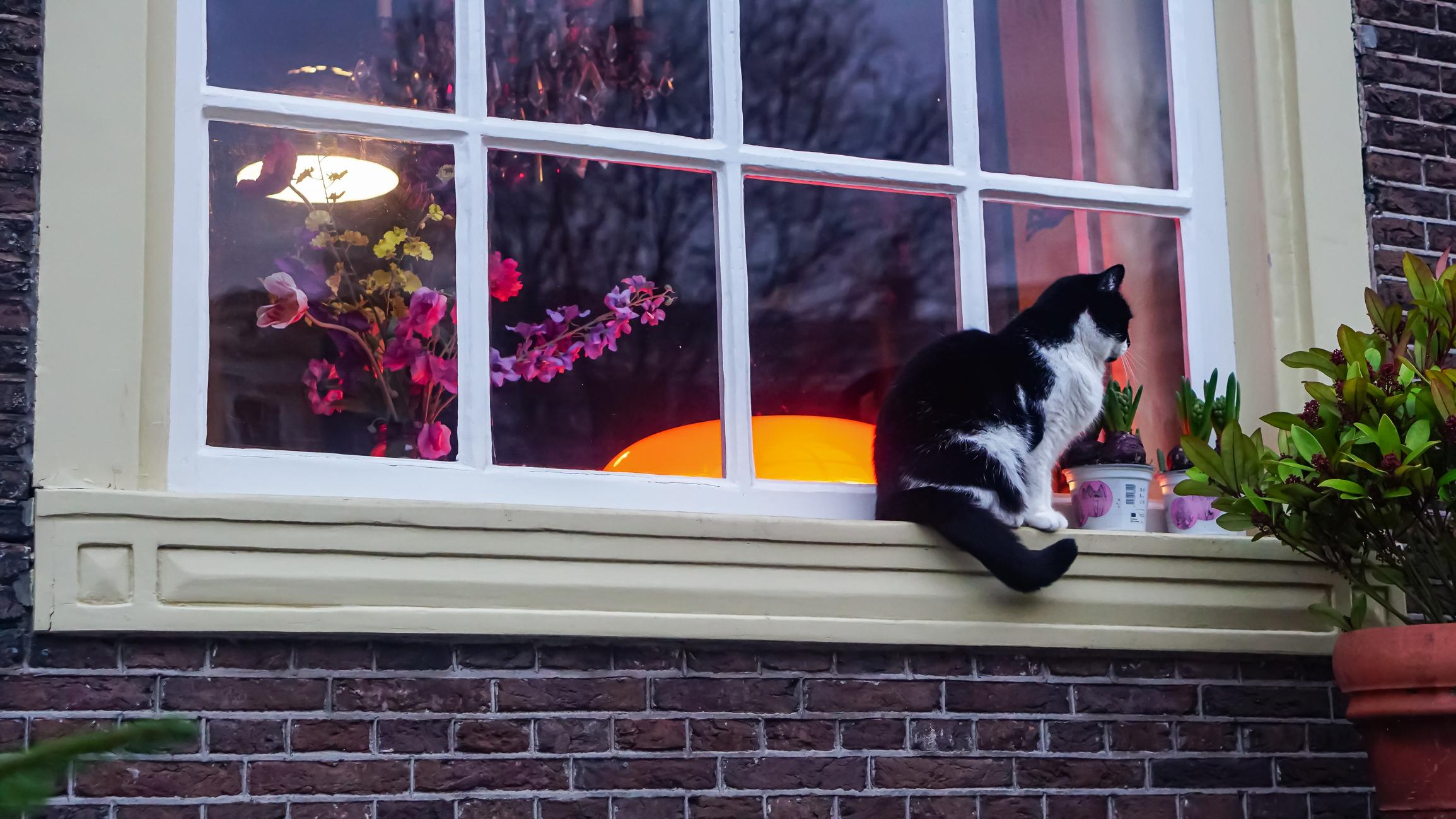 A black and white cat sits on a windowsill outside, looking into a warmly lit room with flowers and plants.