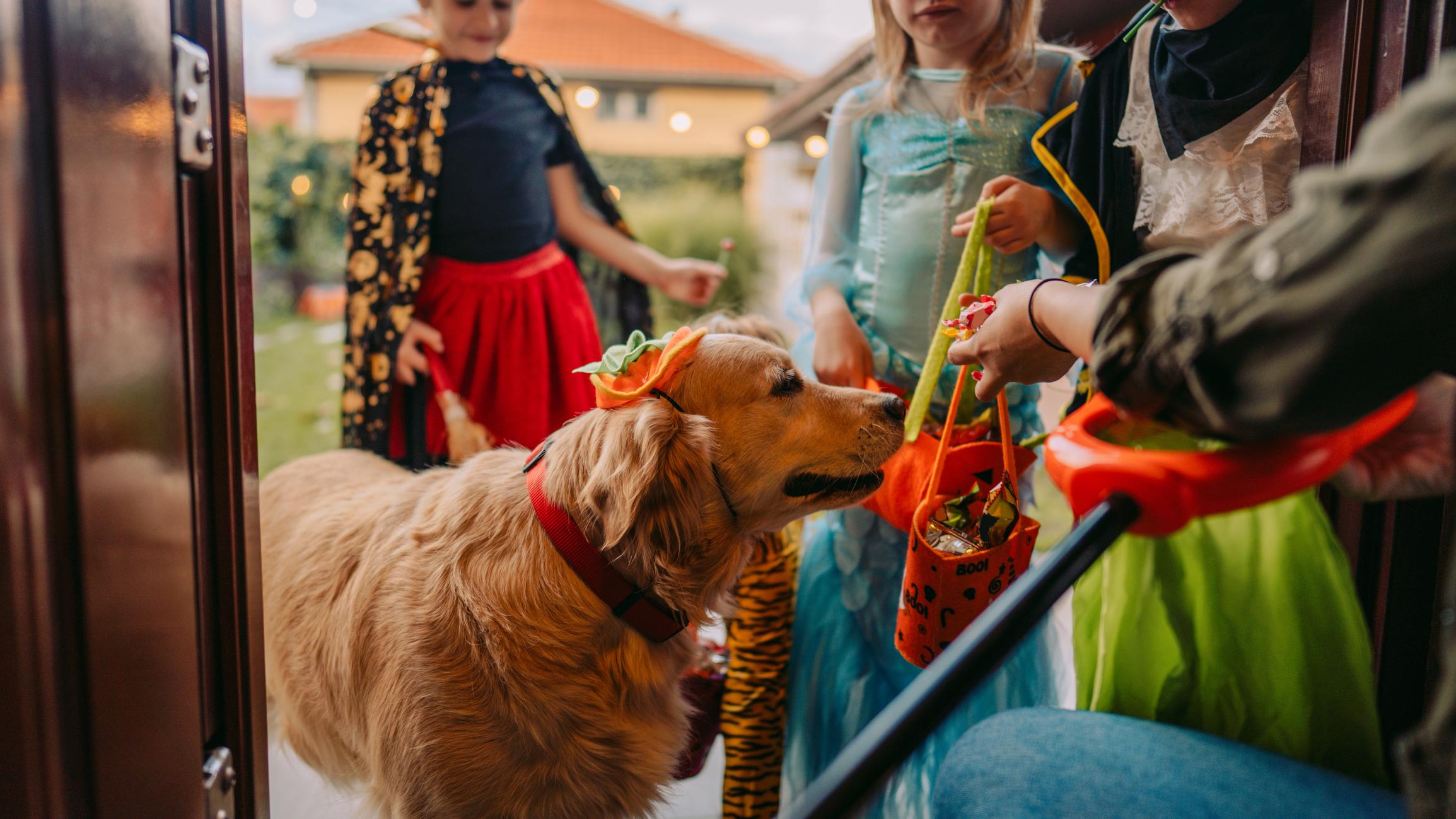 A Golden Retriever goes trick or treating with some children, the dog is wearing a little pumpkin hat
