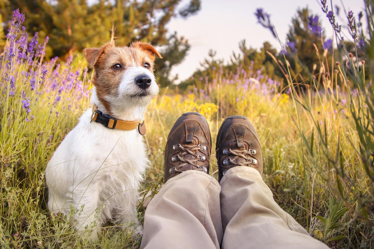 A small dog sits beside a person's legs in hiking boots, surrounded by a colourful field of wildflowers under a clear sky.