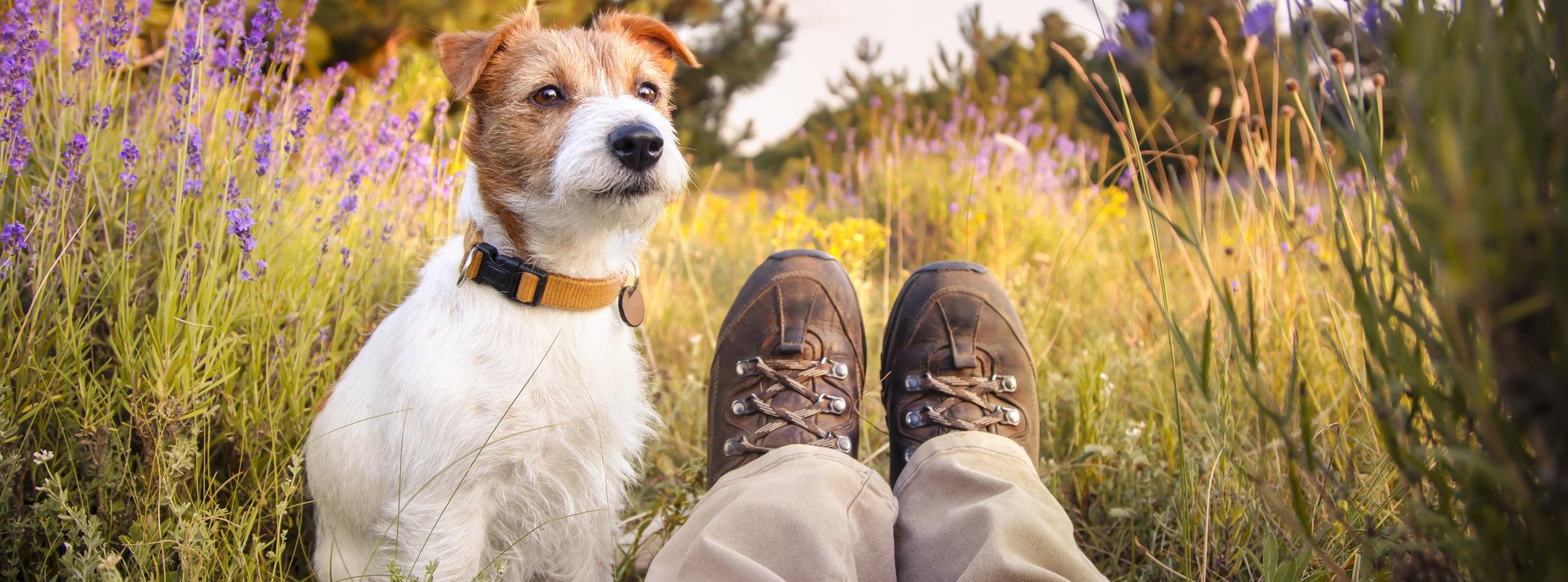 A small dog sits beside a person's legs in hiking boots, surrounded by a colourful field of wildflowers under a clear sky.
