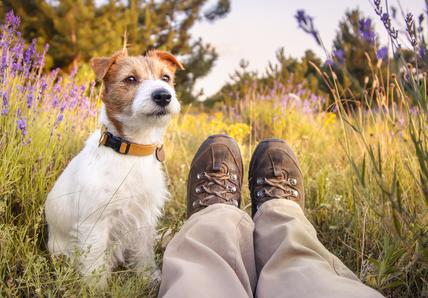 A small dog sits beside a person's legs in hiking boots, surrounded by a colourful field of wildflowers under a clear sky.