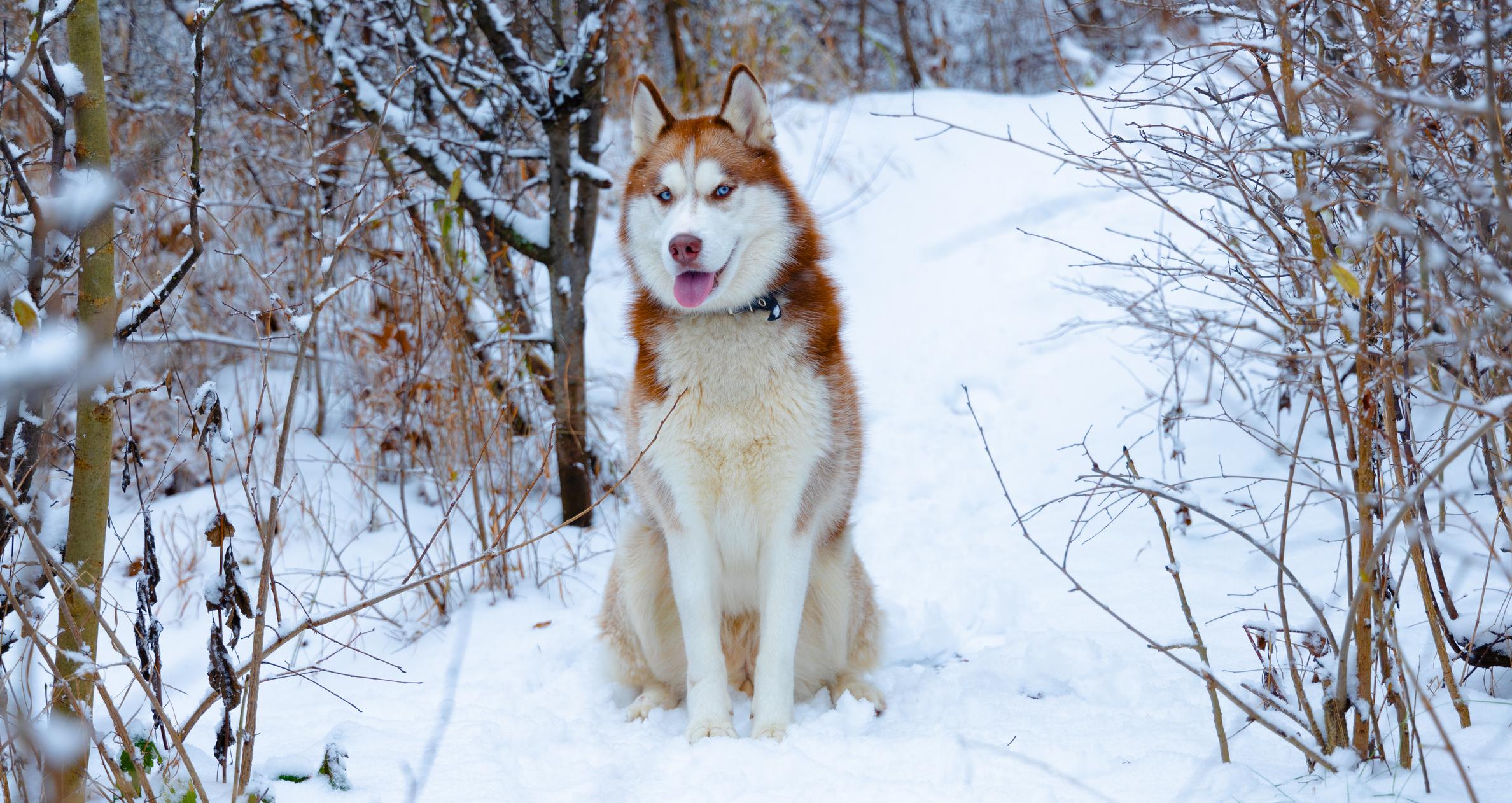 Siberian Husky sitting on a snowy path, surrounded by bare trees and dry branches in a winter landscape.