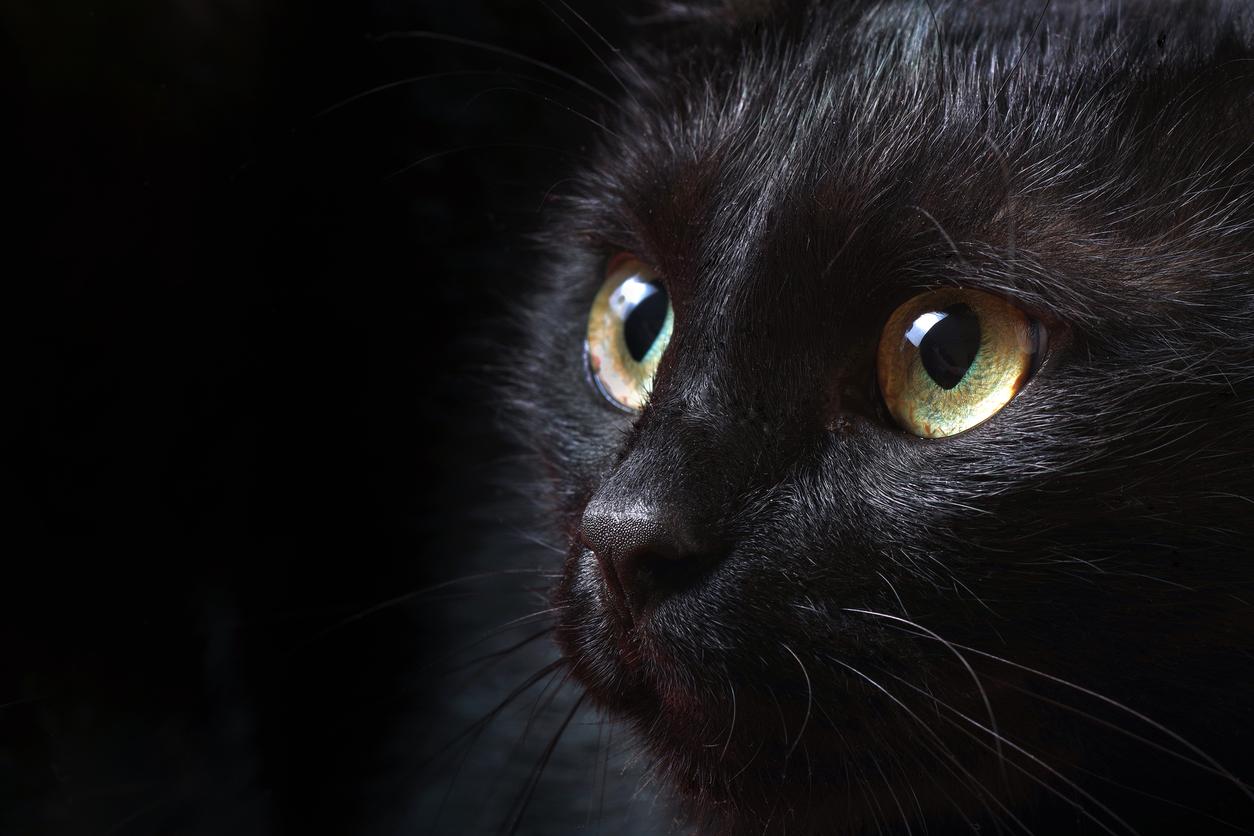 Close-up of a black cat with green eyes staring intently, against a dark background.