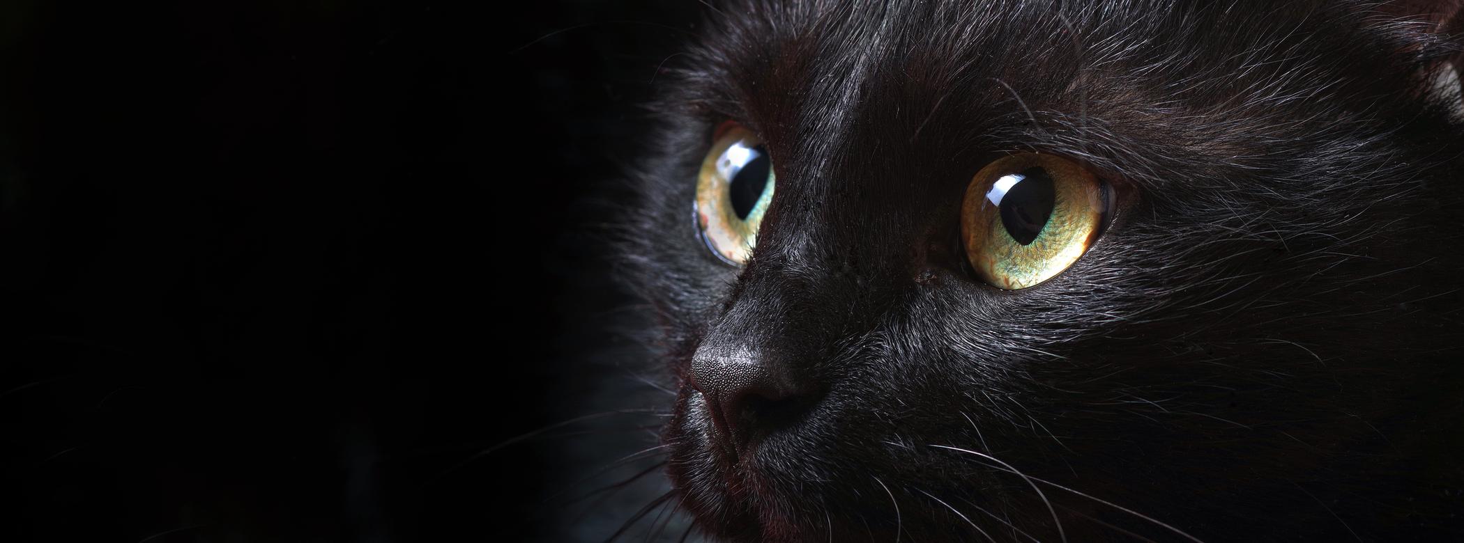 Close-up of a black cat with green eyes staring intently, against a dark background.