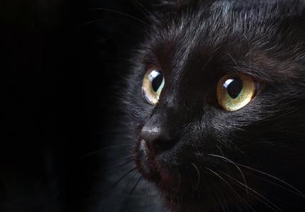 Close-up of a black cat with green eyes staring intently, against a dark background.