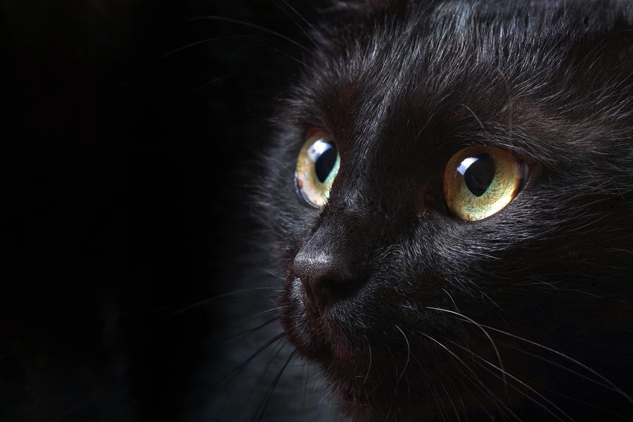 Close-up of a black cat with green eyes staring intently, against a dark background.