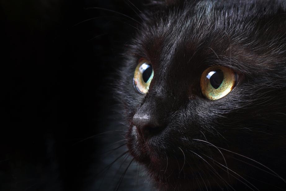 Close-up of a black cat with green eyes staring intently, against a dark background.
