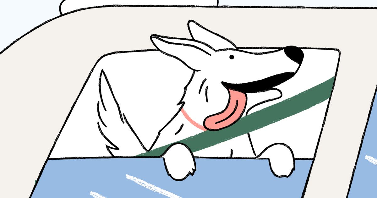 Driving with your dog? Here are 7 tips to do it safely ManyPets