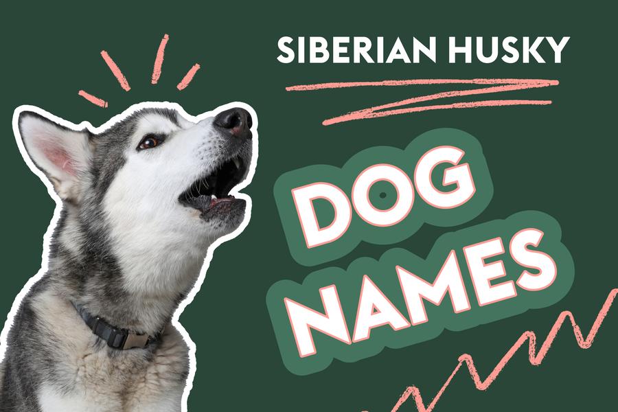 An image featuring a Siberian Husky with its mouth open next to the text "Siberian Husky Dog Names" on a dark green background, with pink lines around dog's head.