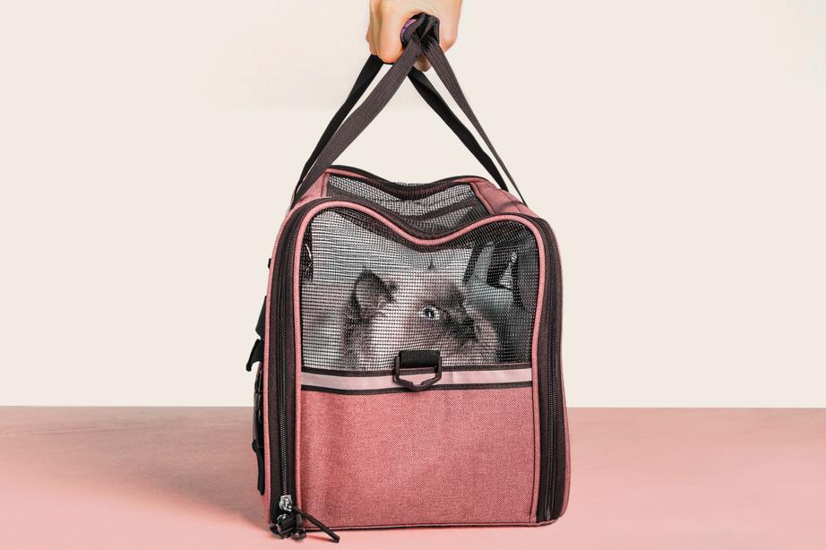 Cat in travel bag