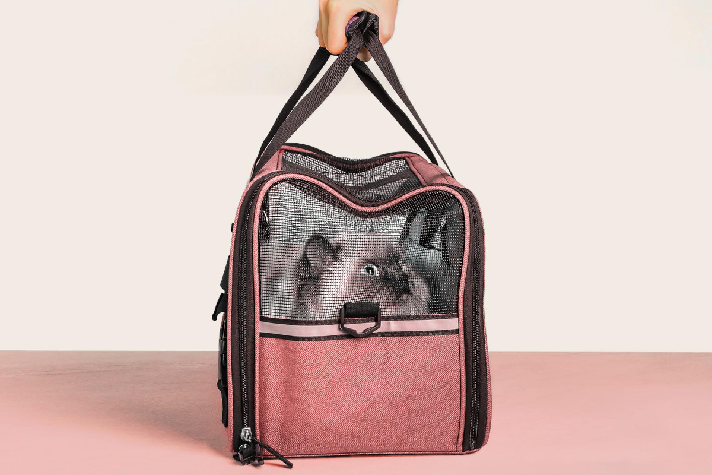 Cat in travel bag