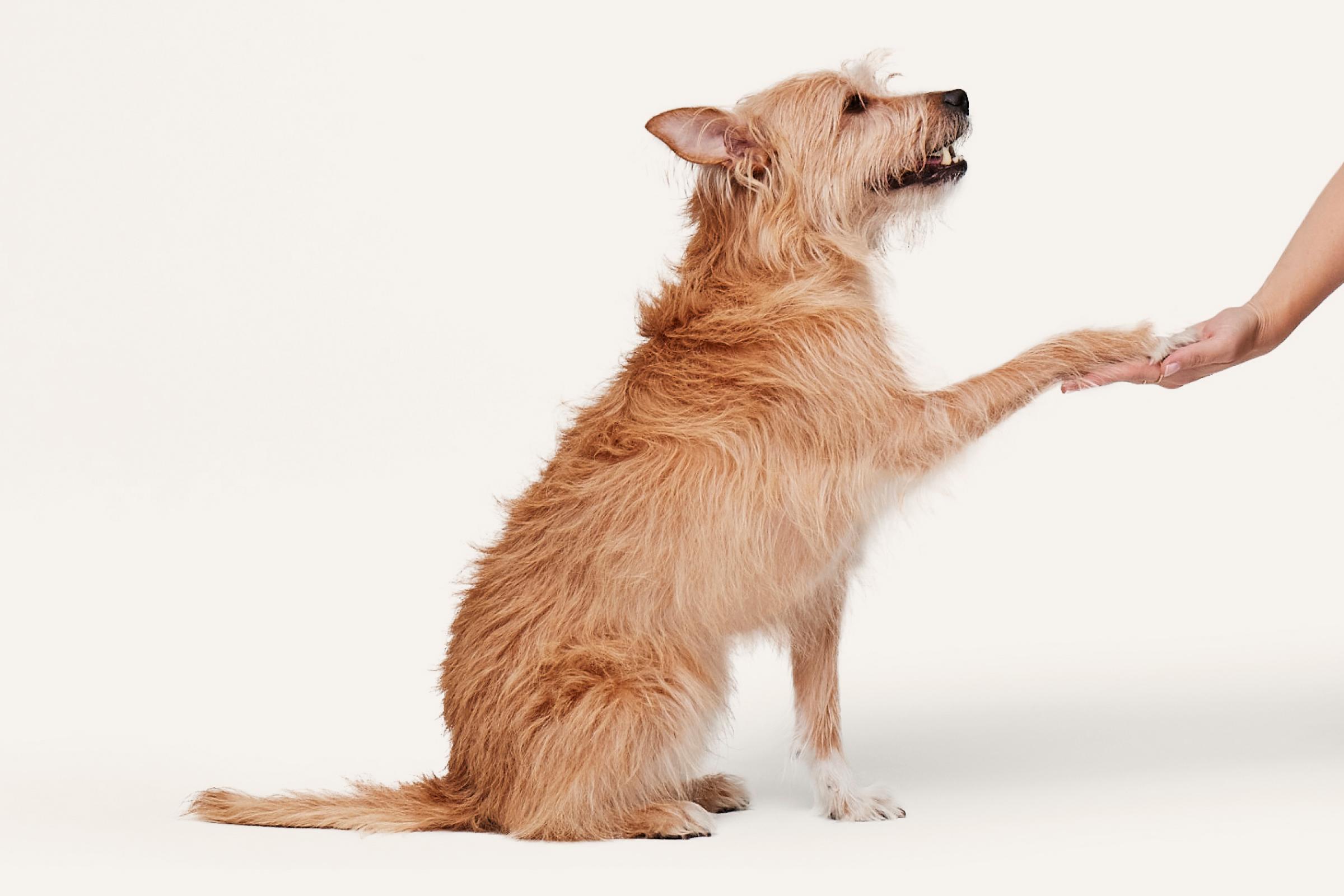 Why do female dogs hump? | ManyPets