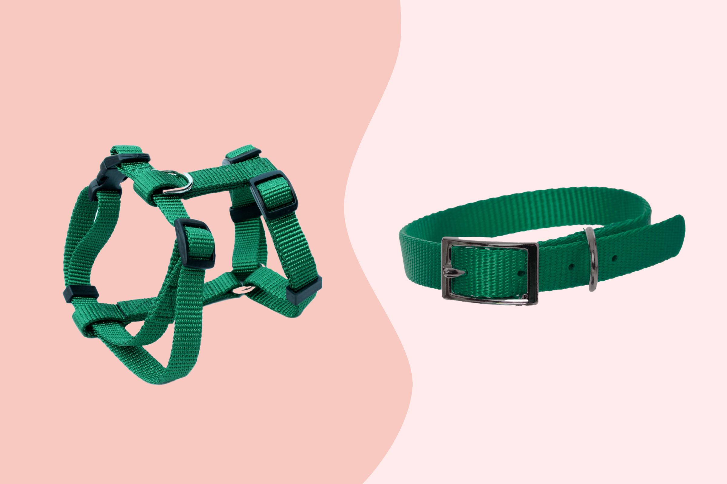 dog collar and dog harness