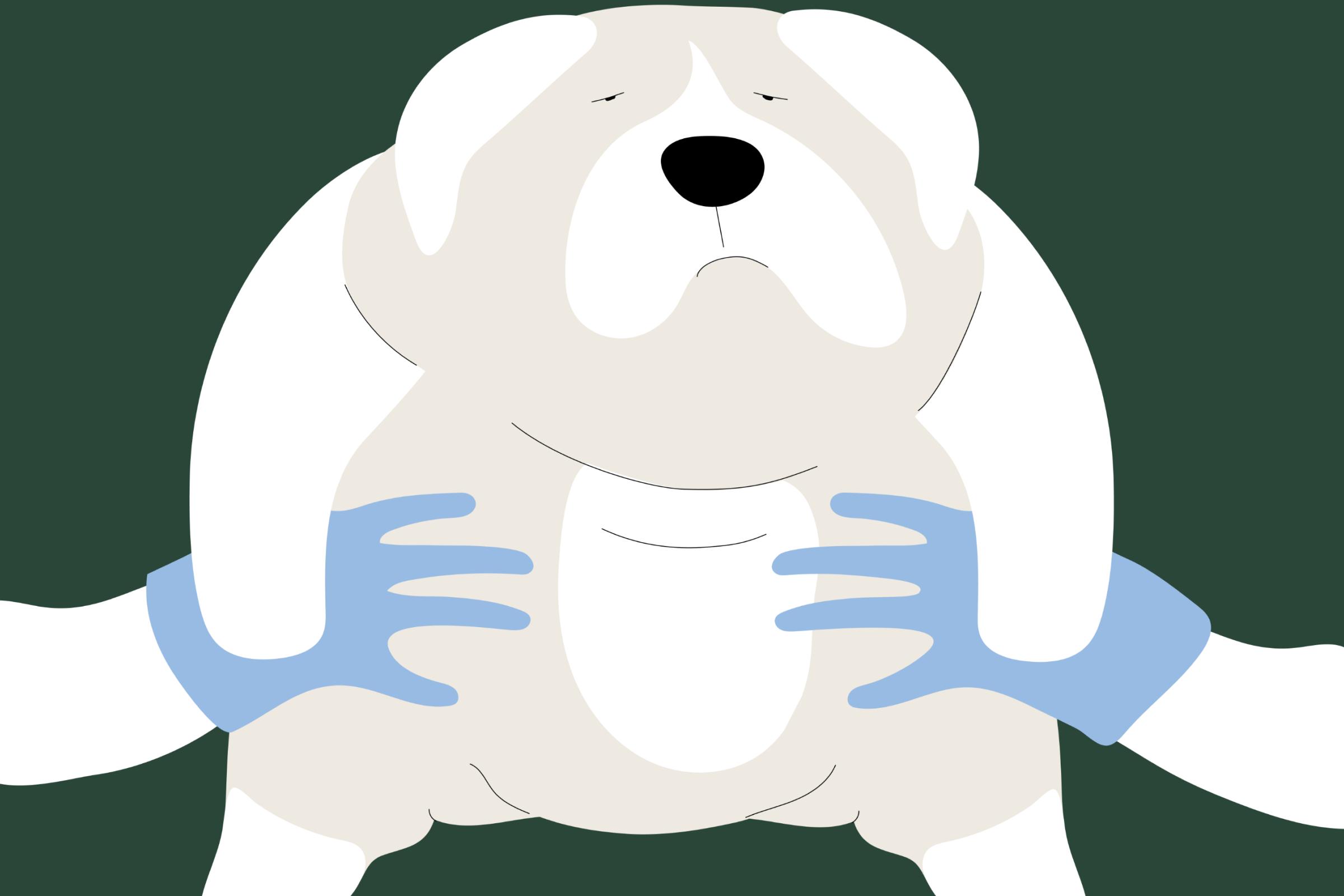 an illustration of an oversized fat dog being held up by two arms wearing blue latex bloves