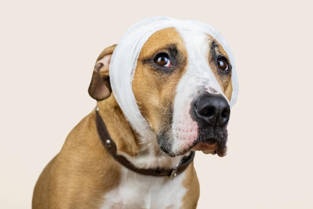 Deaf dog care ManyPets