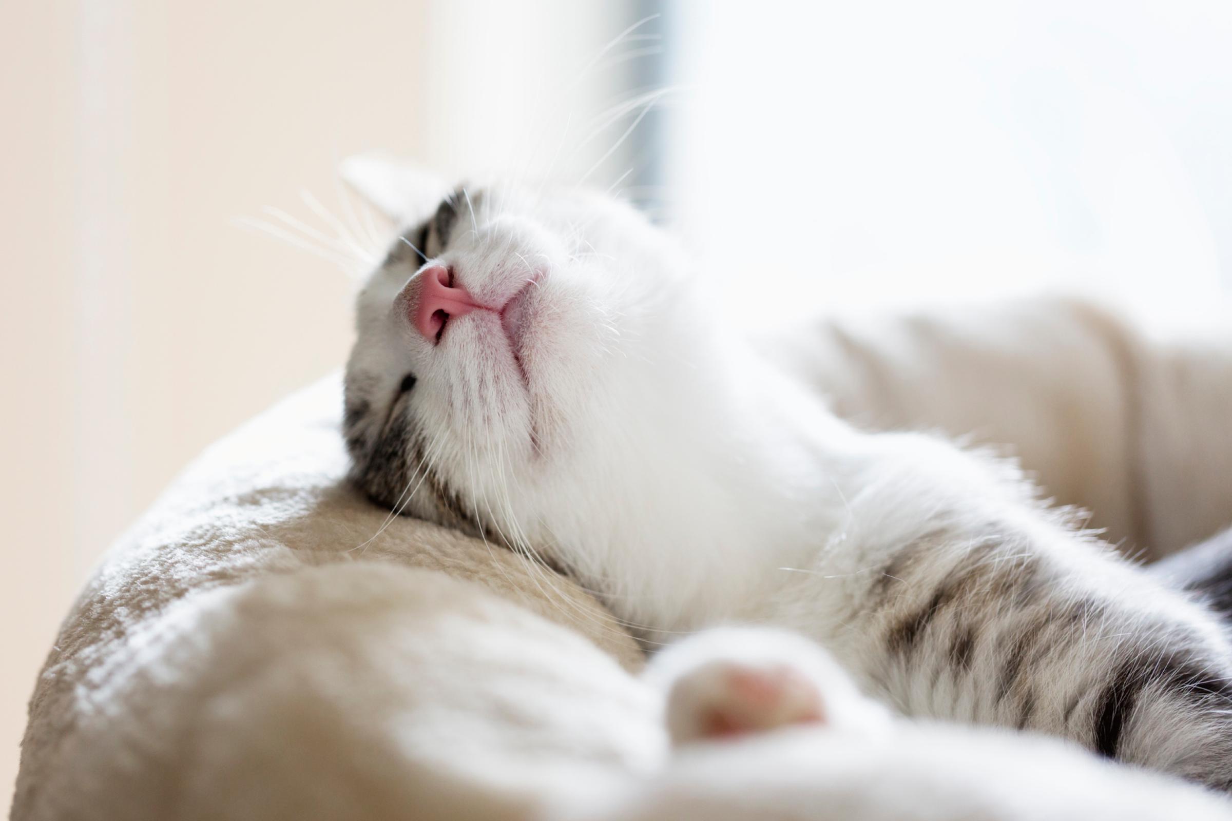 close up of a white cat with a pink nose sleeping