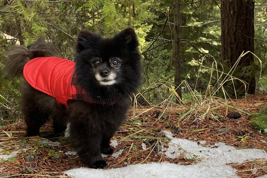 Winter dog walks when is it too cold? (+ tips for cold weather safety) ManyPets