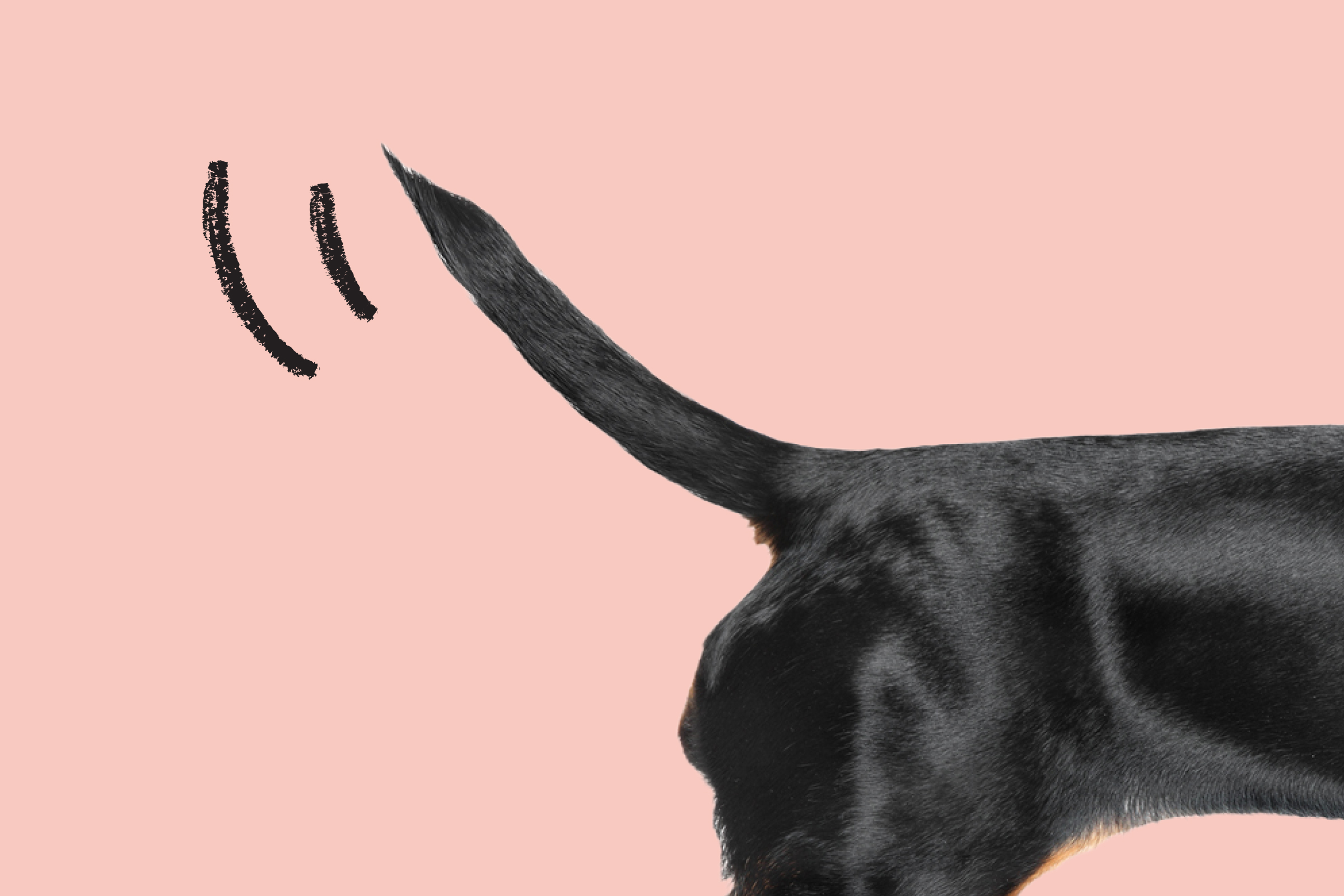 Why do dogs wag their tails? | ManyPets