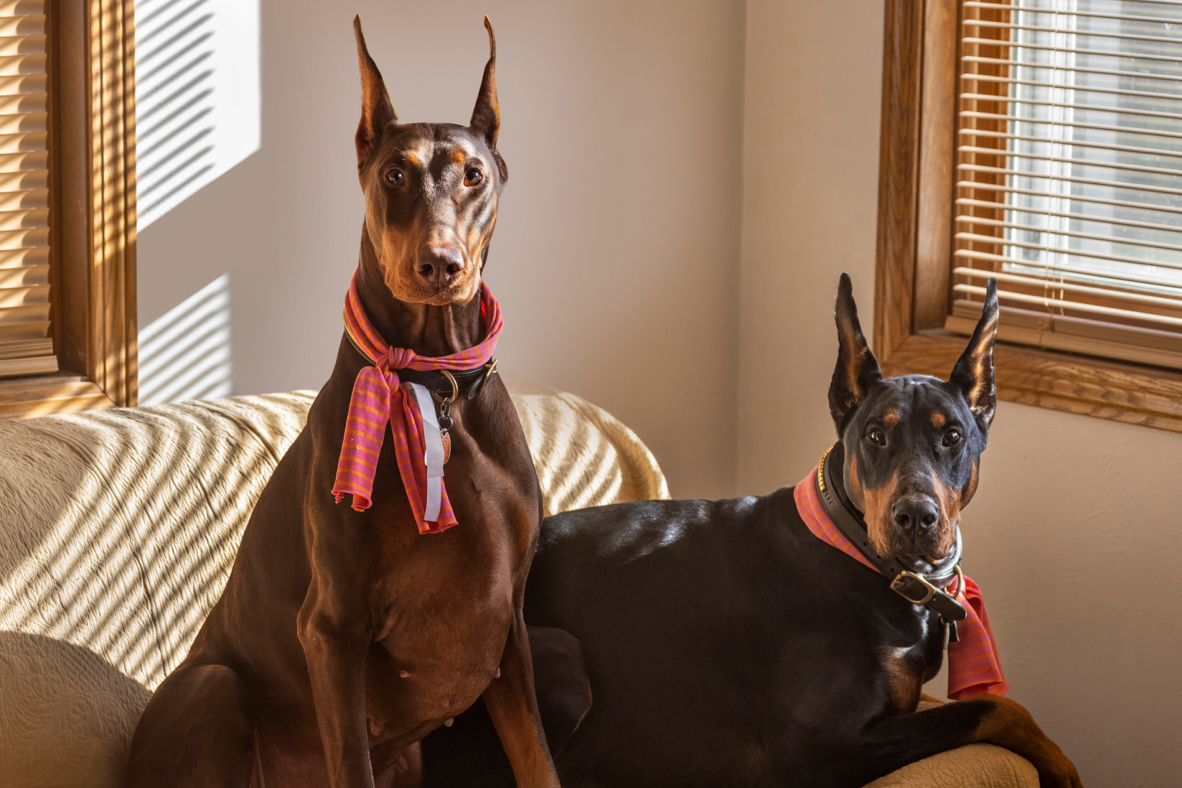 Jakie są najlepsze psy stróżujące rodziny? | ManyPets