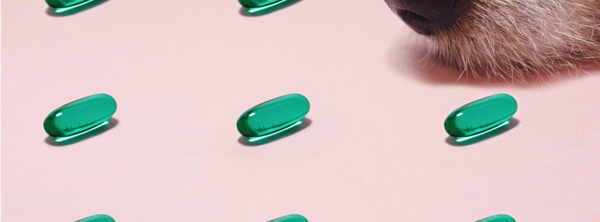 Guide to vitamin and supplements for dogs