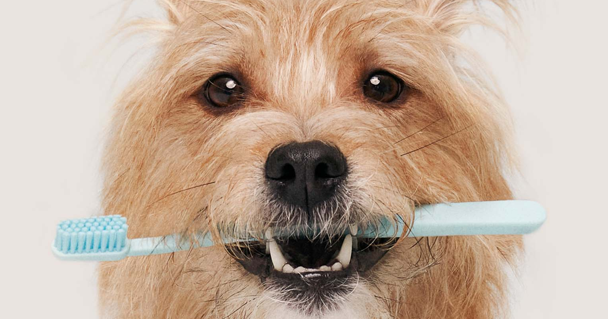 Dog teeth cleaning store brush