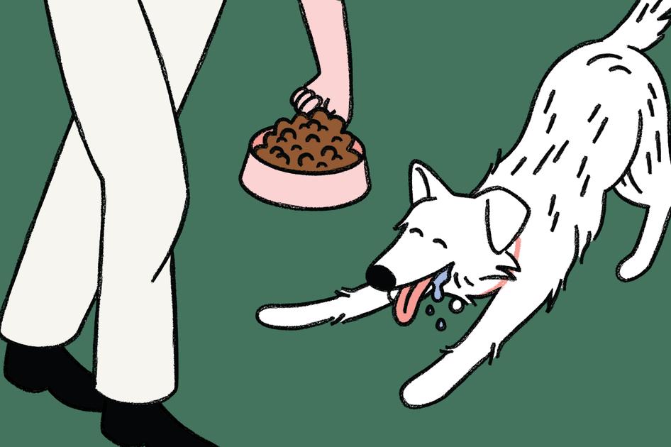 Person feeding a dog