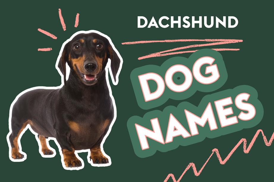 The image features a dachshund dog on the left side with the text "Dachshund Dog Names" in bold letters on the right. The background is dark green, and the text is accented with pink highlights and squiggly lines for emphasis.