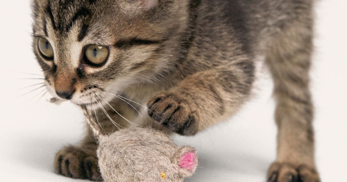 How to pick safe(r) kitten toys ManyPets