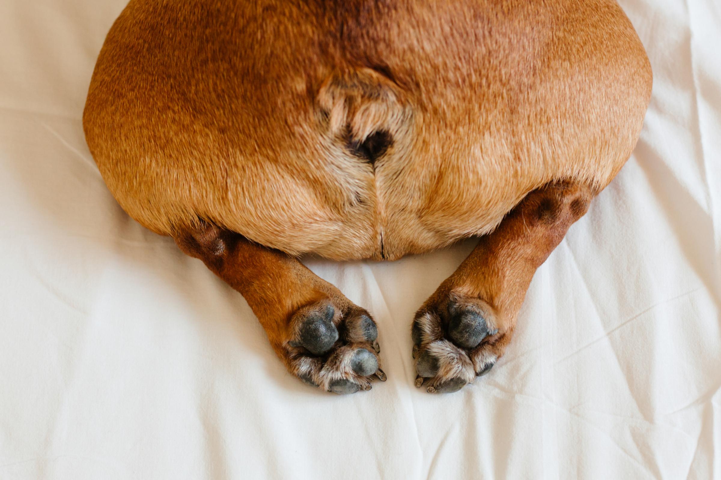 Dog anal glands